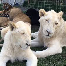 Black Jaguar White Tiger On Instagram Africa Ali Afriquita Kingali Savelions Saveourplanet Behuma Black Jaguar White Tiger Black Jaguar White Tiger