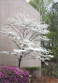 We did not find results for: Photo Of A Pink Azalea And A White Dogwood Tree At A Landscaped Building Dogwood Trees Garden Shrubs Garden Trees