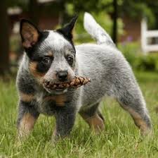 Australian cattle dog information including personality, history, grooming, pictures, videos, and the akc breed standard. Australian Cattle Dogs In Canada Canadogs