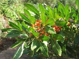 Image result for Allophylus