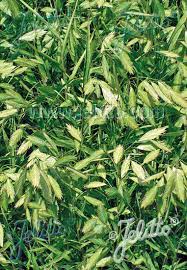 Chasmanthium latifolium / uniola latifolia. Jelitto Staudensamen Chasmanthium Latifolium Little Tickler Portion En