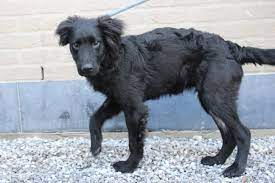 Maiki Help Animals