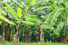 A Guide To Banana Plant Care You Ll Wish You Had Found Sooner Banana Plant Care Banana Trees Landscape Banana Tree