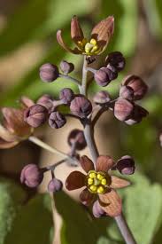Image result for Blue Cohosh
