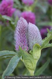 Image result for Trifolium tembense