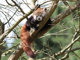 Le marché des métiers animaliers. Panda Roux Zooparc De Beauval