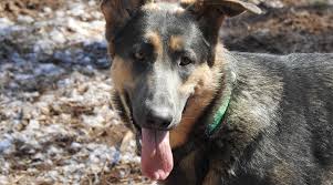 Get a boxer, husky, german shepherd, pug we have 8 purebred german shepherd puppies for adoption, 3 girls and 5 boys! Blue German Shepherds Coloring Controversy Puppy Prices More
