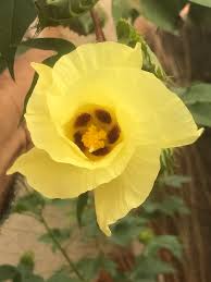 Image result for Gossypium barbadense