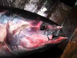 Bakbakan barili vs dumanjug team barili jeffrey rolly raymond vs team dumanjug nonel anjo ac tilapia fun fishing is located in campangga barili cebu maraming resorts din sila and pwede din. Bariles Fish Youtube