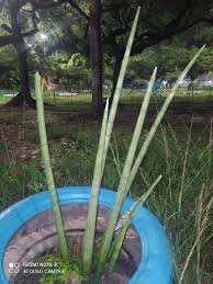 Image result for Sansevieria pearsonii