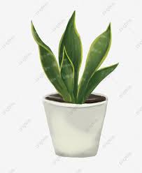 Green Leaves White Flower Pot Beautiful Potted Plant Hand Drawn Potted Illustration Cartoon Illustration Tigertail Orchid Green Leaves Png T Tanaman Dekorasi