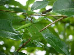 Image result for Cryptolepis obtusa