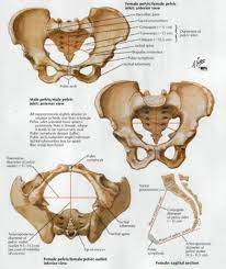 Functional anatomy of the female pelvic floor james a. Pelvic Bone Anatomy Female Anatomy Drawing Diagram