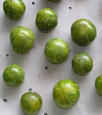 It doesn't seem to be getting much bigger (mabye 50% larger than a golf ball). Green Zebra Wikipedia