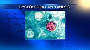 Image result for Cyclospora
