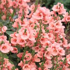 Image result for Diascia