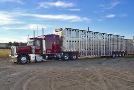 Bullboy Cattle Haulers Trucks Big Rig Trucks Peterbilt Trucks