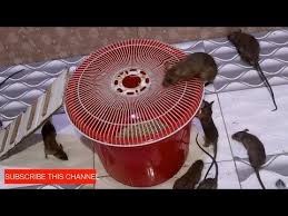 Diy simple rat trap from cardboard in this video i show you how to make a simple rat trap from cardboard. Best Mouse Trap Rat Trap Live Catch A Mouse Electric Mouse Trap Youtube Live Rat Traps Catch A Mouse Mouse Trap Diy