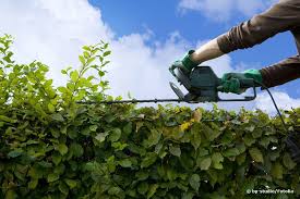 Die schnitte trocknen sonst zu sehr aus und teile der hecke verdorren. Gesetz Wann Darf Man Hecken Schneiden