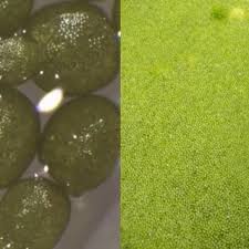 Image result for Wolffia globosa