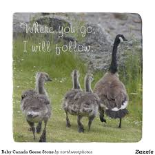 Baby Canada Geese Photo And Quote Trivet Zazzle Com Canada Goose Goose Trivets