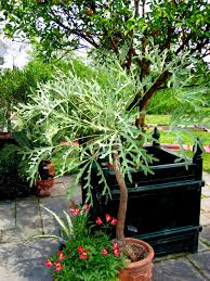 Image result for Cussonia corbisieri