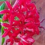 Image result for Rhodopentas