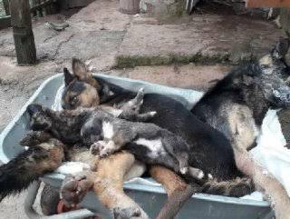 6 köpek ölü bulundu ile ilgili görsel sonucu"