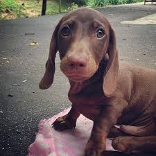 Click here to be notified when new dachshund puppies are listed. Dachshund Puppies For Sale Near Me Home Facebook