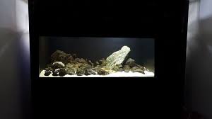 Tropheus Black Bemba Siyah Arka Fon