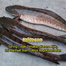 Sering Tidak Dimakan Karena Jijik Ini Manfaat Ikan Gabus Karena Fish Food