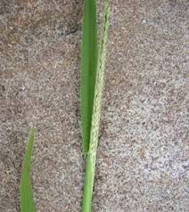 Image result for Digitaria calcarata