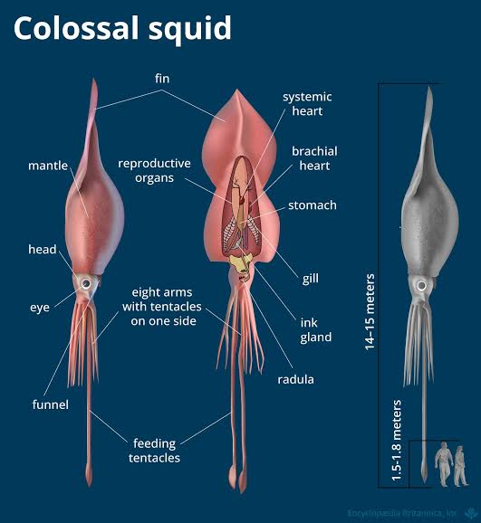 Colossal squid | Size, Eyes, Diet, & Facts | Britannica