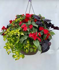 The type of plant placed in the hanging basket is determined by how geraniums are one of the easiest flowering plants to grow. Mix 79 Shade 10 Inch Hanging Basket Pahl S Market Apple Valley Mn