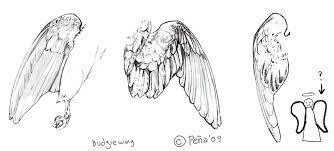 How to draw a dragon wing? When You Think You Know Something Wings Sketch Bird Wings Wings Drawing