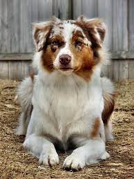 Sometimes blue merle australian shepherds have been known to have patches of brown on their hind legs and back. Red Merle Australian Shepherd Aussie Dogs Australian Shepherd Puppies Red Merle Australian Shepherd