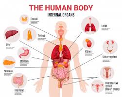 The human body is made up of millions and trillions of cells. Free Vector Human Internal Organs Infographic Poster