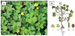 Image result for Oxalis corniculata