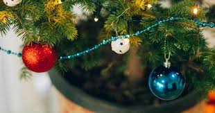Wann darf der tannenbaum ausgepflanzt werden? Weihnachtsbaum Im Topf Einkauf Pflege Kubelhaltung Und Auspflanzen Vivanno