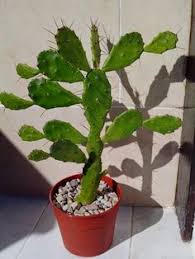 We hope that the following list of synonyms for the word opuntia will help you to finish your crossword today. 160 Opuntia Ideas Cactus And Succulents Cactus Succulents