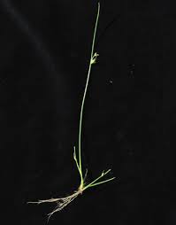Image result for Schoenoplectiella senegalensis