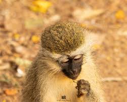 Image result for Monotes africanus