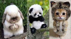 However, they are not an easy animal to take care of and require lots of exercise and specialized care. Cute Baby Animals Top 10 Animals In 2021 Cute Animals Cute Baby Animals Baby Animal Videos
