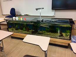 Ideal for keeping a single betta fish on its own or for rearing fry. Science Teacher S Desk Is A Fish Tank Mildlyinteresting