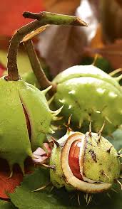 Previene su aparición y ayuda a combatirlas, aunque cabe asociarlo a una dieta adecuada. Castano De Indias Usos Medicinales Propiedades Cosmeticas Y Como Tomarlo