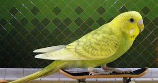 Shandera Funny Parrots Baby Animals Pictures Pet Birds