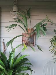 Since i have no experiences with either (yet). Pin On Staghorn Fern