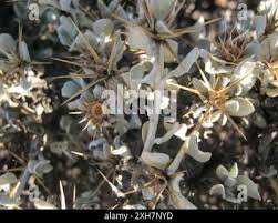 Image result for Macledium