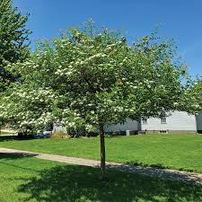 Image result for Hawthorn