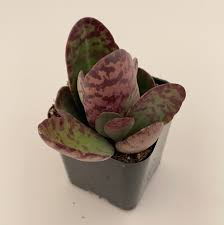 Image result for Kalanchoe humilis
